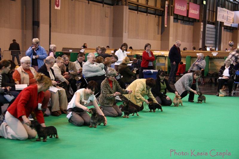 Crufts2011_2 514.jpg